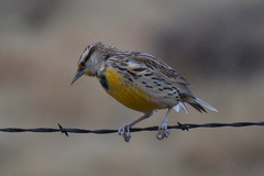 Sturnella magna lilianae