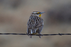 Sturnella magna lilianae