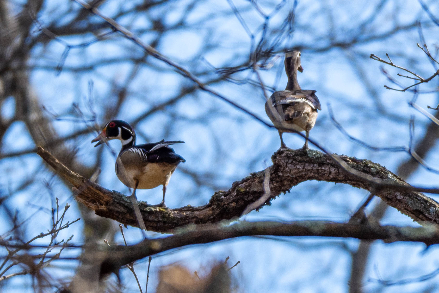 Wood Duck