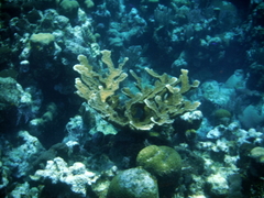 Acropora palmata