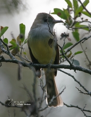 Myiarchus tuberculifer