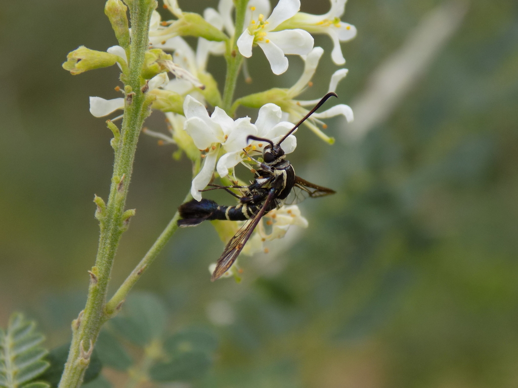 Mistletoe Borer Moth