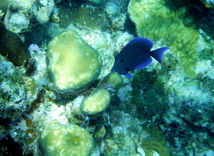 Porites astreoides