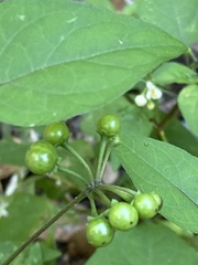 Solanum americanum