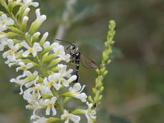 Carmenta phoradendri