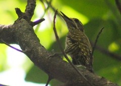 Dryobates spilogaster