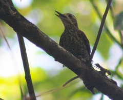Dryobates spilogaster