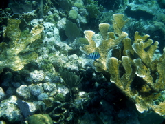 Porites furcata