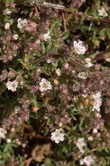 Chorizanthe dasyantha