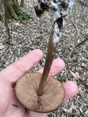 Entoloma vernum