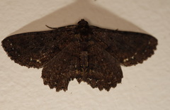 Paradromulia ambigua