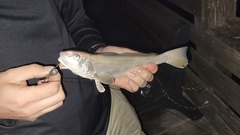 Menticirrhus americanus