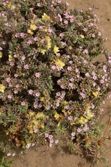 Chorizanthe dasyantha