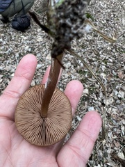 Entoloma vernum