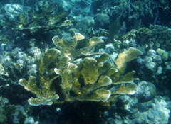 Acropora palmata