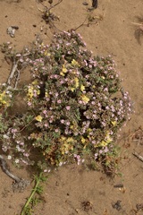 Chorizanthe dasyantha