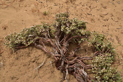 Chorizanthe dasyantha