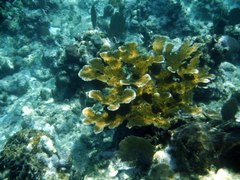 Acropora palmata