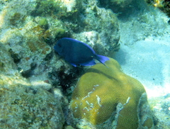 Porites astreoides