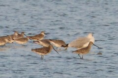 Limnodromus semipalmatus