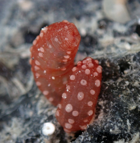 Chiridota rigida observed 2023-01-12