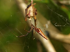 Argyrodes alannae