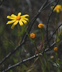 Senecio californicus