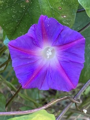 Ipomoea indica