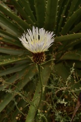 Plectocephalus chilensis