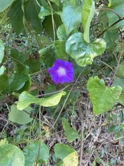 Ipomoea indica