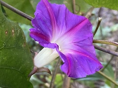 Ipomoea indica