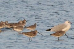 Limnodromus semipalmatus