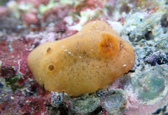 Geitodoris