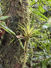 Guzmania