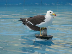 Larus belcheri