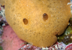 Geitodoris