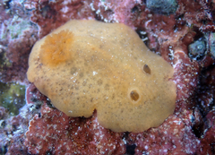 Geitodoris