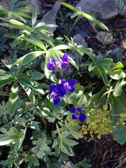 Delphinium nuttallianum
