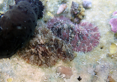 Dolabrifera dolabrifera