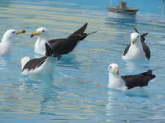 Larus belcheri