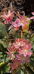 Lewisia