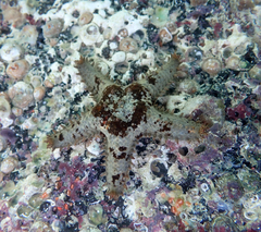 Asteropsis carinifera