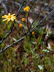 Senecio californicus