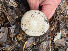 Hebeloma crustuliniforme
