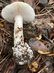 Hebeloma crustuliniforme