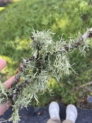 Ramalina