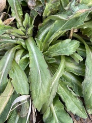 Erigeron philadelphicus