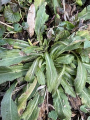 Erigeron philadelphicus