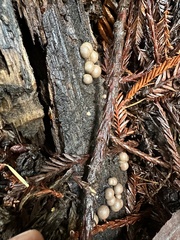 Lycogala epidendrum