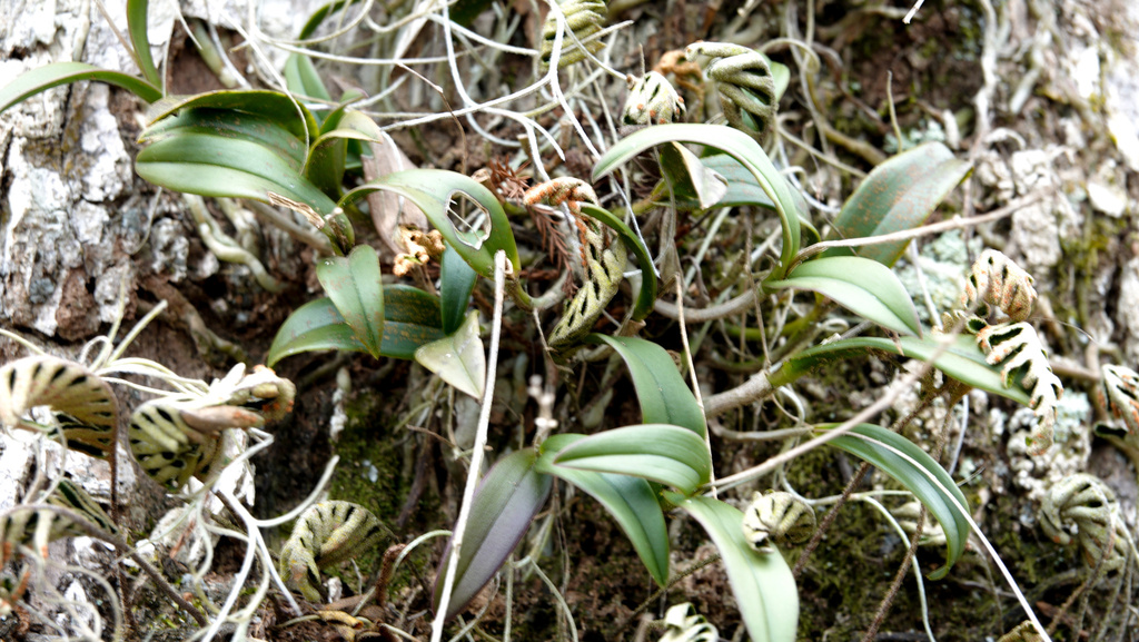 Epidendrum conopseum